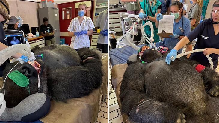 Goril dişçi koltuğuna oturdu! Korku dolu 2 saat