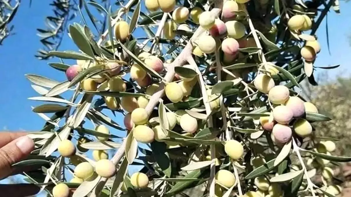Zeytin Üreticilerinden Destek Talebi