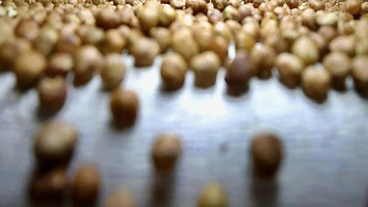 Türkiye 2025 yılının ilk ayında fındık ihracatından 209 milyon doları aşkın gelir sağladı