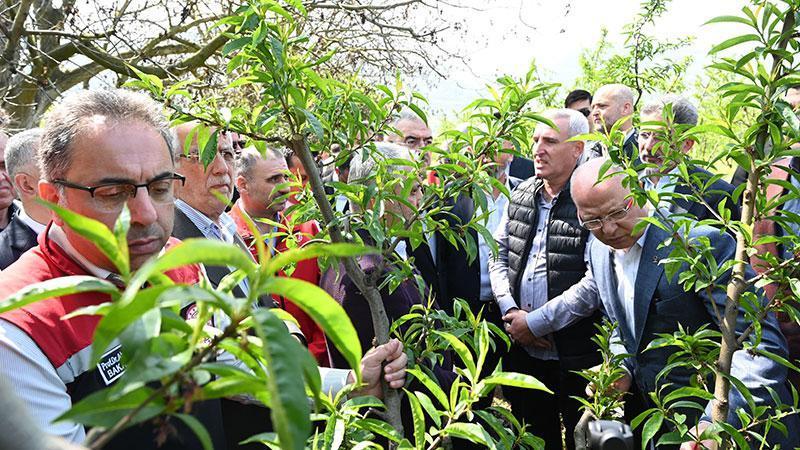 Bakan Yardımcısı Gümen: İznik’te 63 bin dekar alan zirai dondan etkilendi