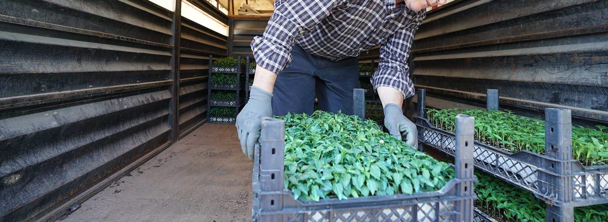 Üreticiye 650 Bin Hibe Biber Fidesi